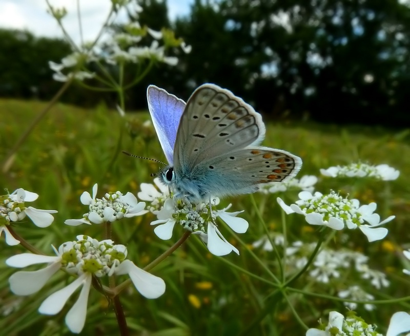 Un po di specie di oggi